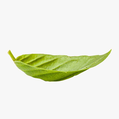 Basil Leaf Extract