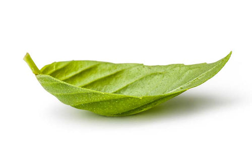 A-Green-Leaf-Upside-Down-on-White-Background-Terpenes