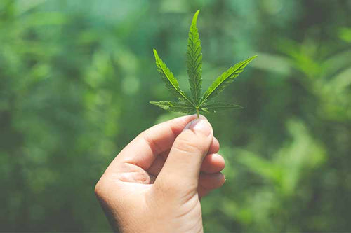 Botanima-Organics-Knowledge-Cente-The-History-of-Marijuana-Hand-Holding-a-Cannabis-Leaf